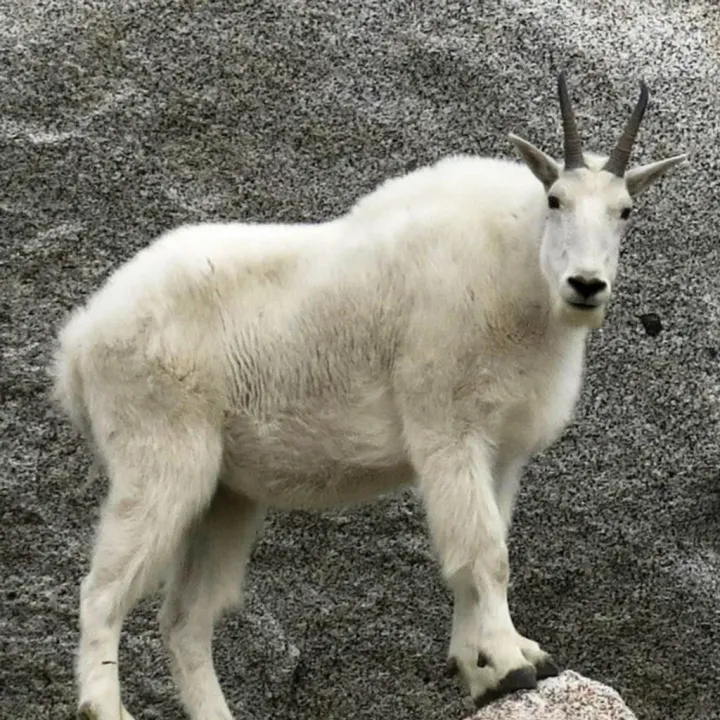 Kanye West